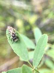 Andrena parnassiae