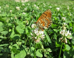 Melitaea didyma