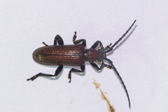 Cyrtonops punctipennis