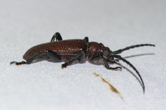 Cyrtonops punctipennis