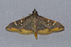 Prophantis