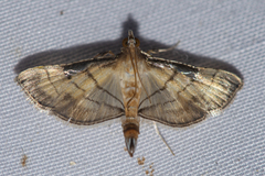 Marasmia
