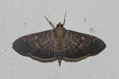 Pramadea lunalis