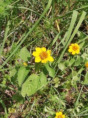 Heliopsis annua