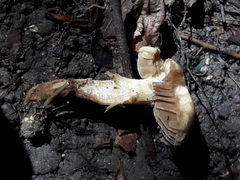 Hebeloma sacchariolens