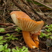 Lactifluus flocktonae - Photo (c) Torbjorn von Strokirch, some rights reserved (CC BY-NC), uploaded by Torbjorn von Strokirch