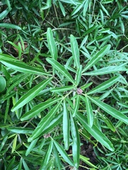 Choisya ×dewitteana