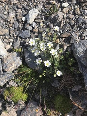 Cerastium pedunculatum