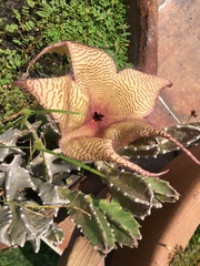 Stapelia gigantea