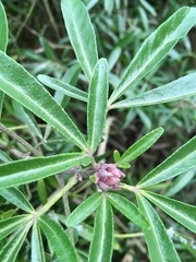 Choisya ×dewitteana