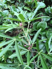 Choisya ×dewitteana