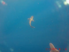Carcharhinus galapagensis
