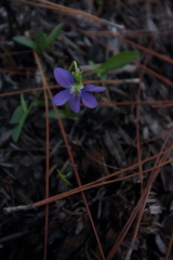 Viola septemloba