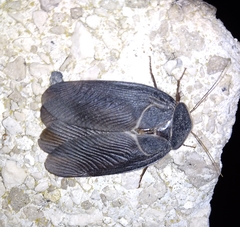 Polyphaga aegyptiaca