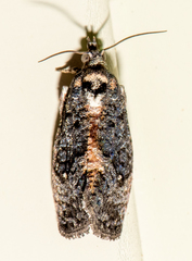 Gymnandrosoma punctidiscanum
