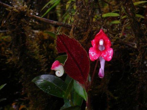 Impatiens hendrikii image