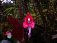 Impatiens hendrikii image