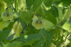 Physalis longifolia subglabrata