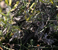Vipera ursinii