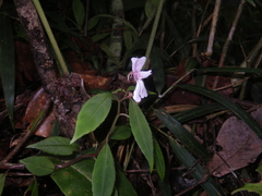 Image of Impatiens manaharensis