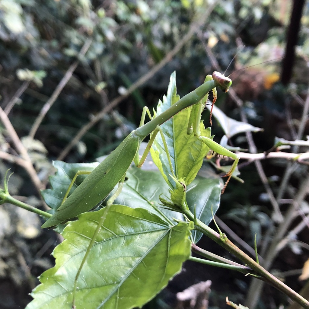 Oxyopsis festae