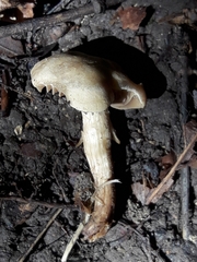 Hebeloma sacchariolens