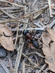 Camponotus vicinus