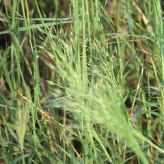 Muhlenbergia porteri