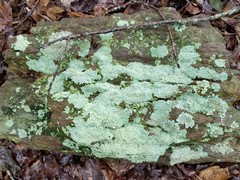 Heterodermia albicans