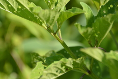 Physalis longifolia subglabrata