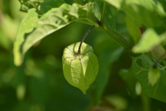 Physalis longifolia subglabrata