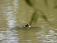 Trachemys hartwegi
