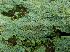 Heterodermia albicans