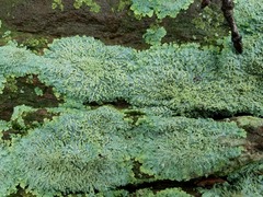 Heterodermia albicans