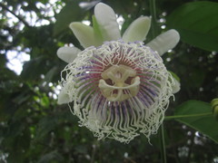 Passiflora nitida