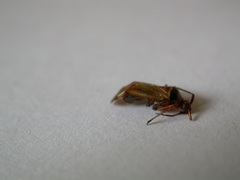 Adelphocoris vandalicus