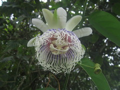 Passiflora nitida