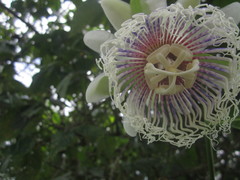 Passiflora nitida