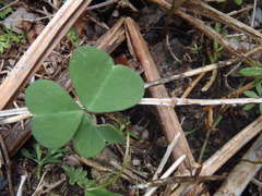Oxalis metcalfei