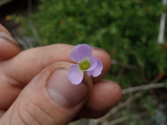 Oxalis metcalfei