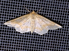 Metarranthis indeclinata