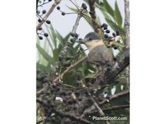 Pachyramphus