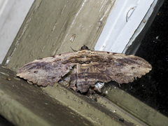 Anisoneura aluco