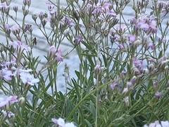 Gypsophila repens
