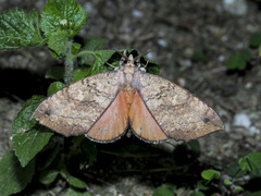 Gangarides vardena