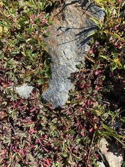 Sibbaldia parviflora