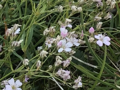 Gypsophila repens