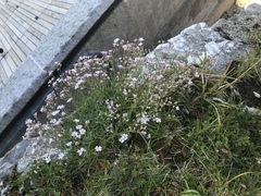 Gypsophila repens