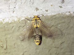 Bergaris lutescens