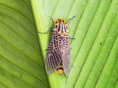 Bergaris lutescens